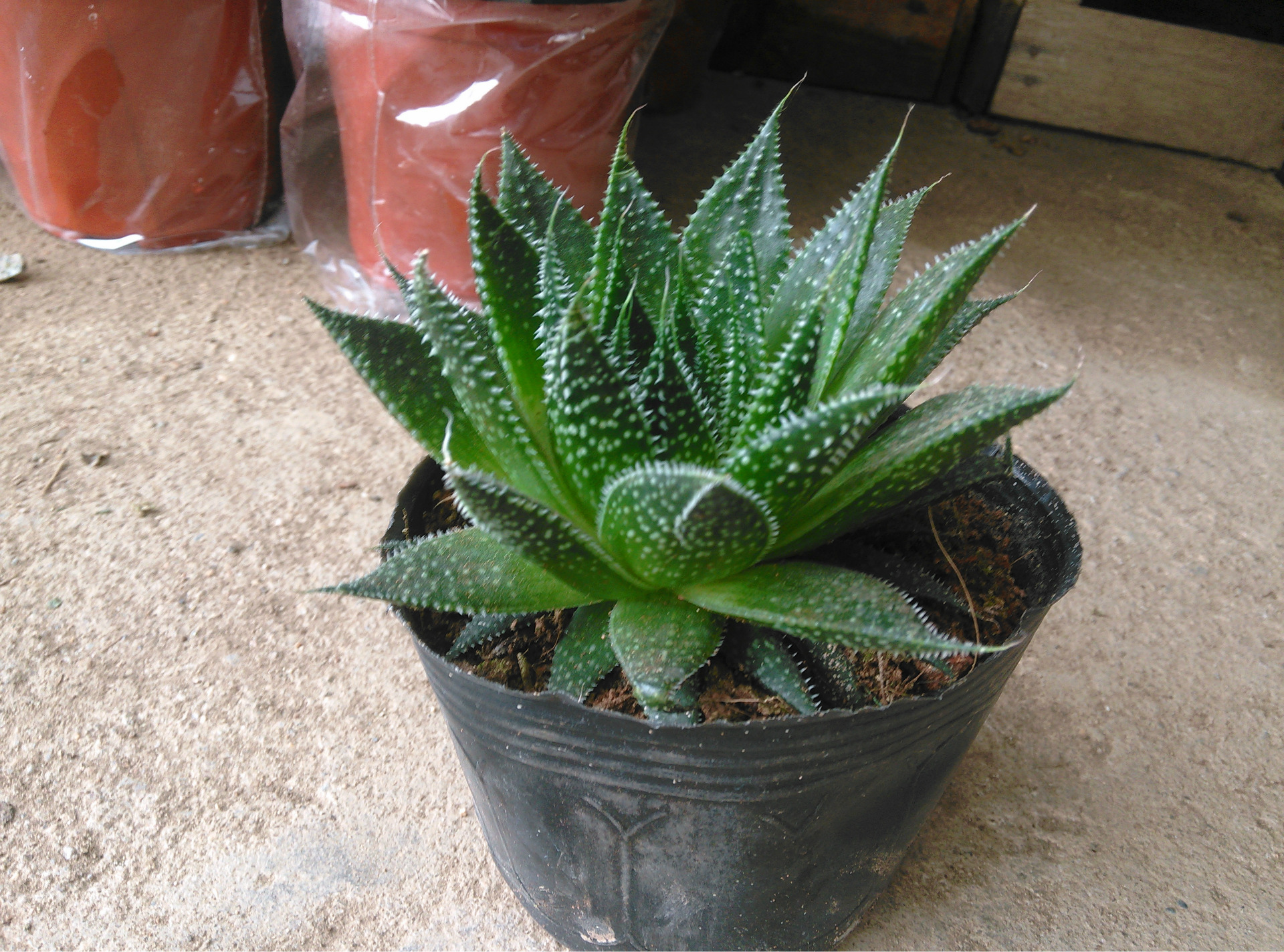 波露迷你盆栽多肉小盆栽室内摆设办公防辐射吸甲醛