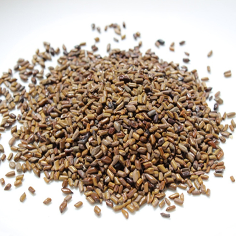 中药材种子供应决明子种子