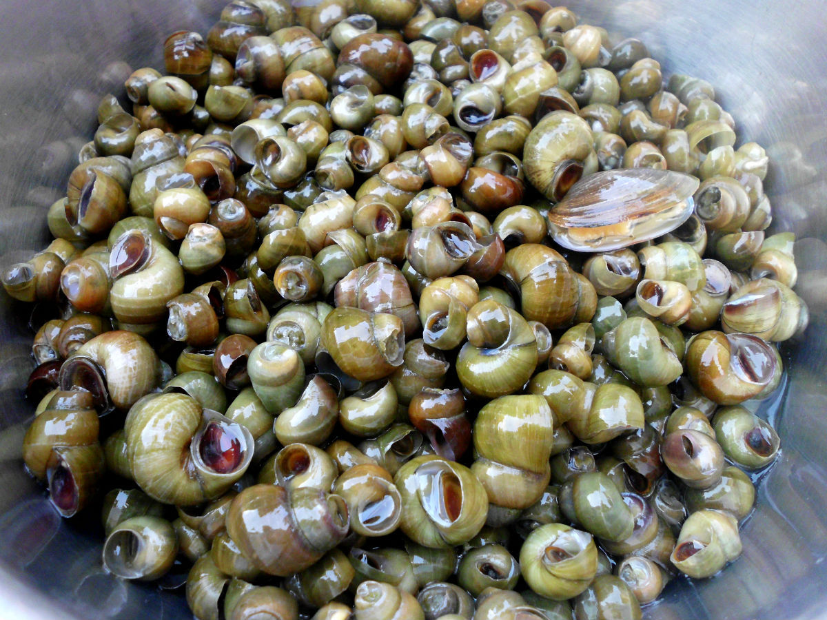 大量批发小田螺