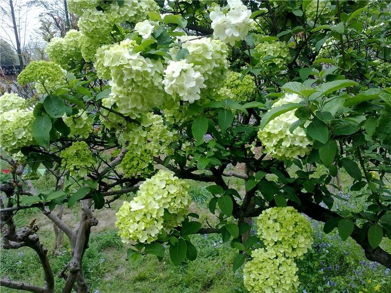批发:庭院 藤本植物 木绣球 麻叶绣球,花雪白如雪