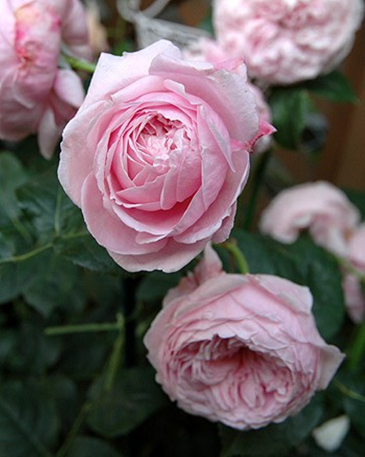 进口奥斯汀月季_奥斯汀藤本月季自由精神爬藤