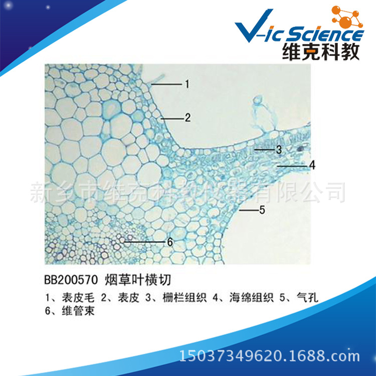 烟草叶横切 生物切片 植物类装片 叶及叶的变态 显微镜专用