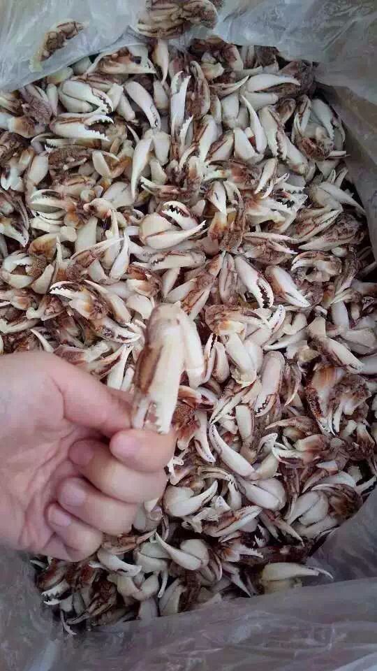 海产品冷冻螃蟹腿 蟹钳原材料 花蟹钳 一手货源 厂家蟹抓批发零售