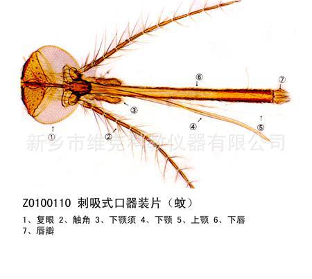 刺吸式口器装片(蚊)
