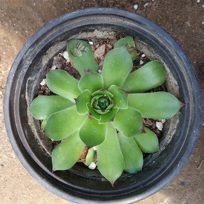 多肉植物批发肉肉花卉室内植物 观音莲长生草佛座莲迷你小盆栽