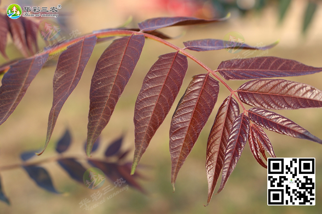 红叶臭椿病虫害防治管理技术