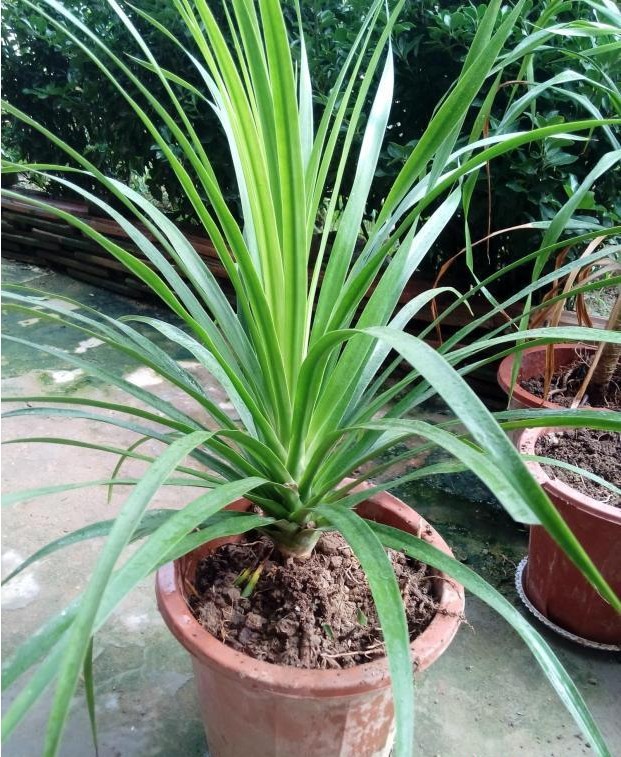 龙须兰树 龙铁树 多头龙血树 室内客厅大型盆栽 绿植净化空气批发