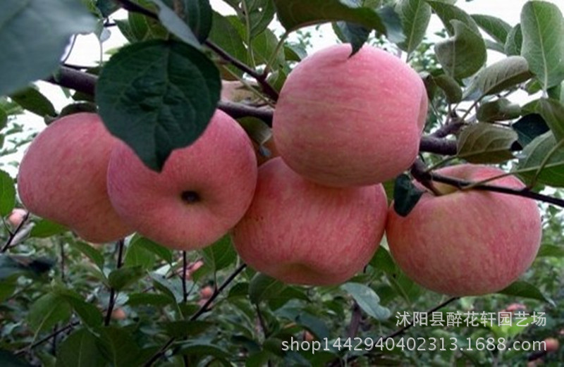 树苗嫁接苗红富士_红肉苹果苗苹果树苗嫁接苗