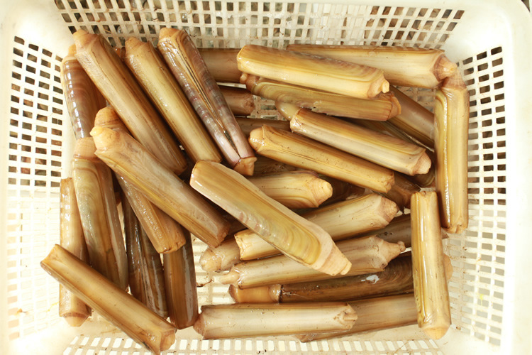 鲜活竹蛏 大竹蛏 刀把蛏