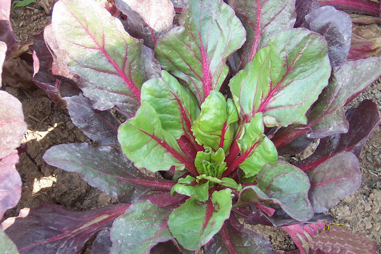 夏季播种蔬菜种子青菜牛皮菜 红菠菜 邢东红根达菜种子 原装15克