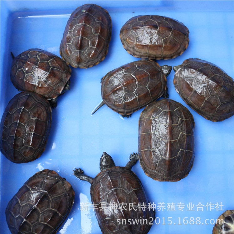 草龟 外塘养殖 广东龟苗 乌龟宠物活体【背甲7至8公分