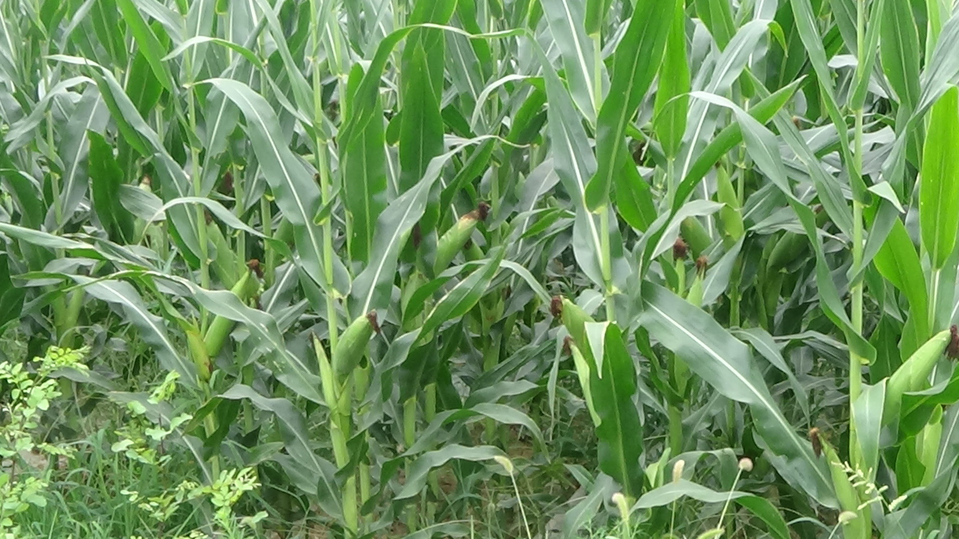 玉米叶面喷洒生物有机肥的效果试验分析