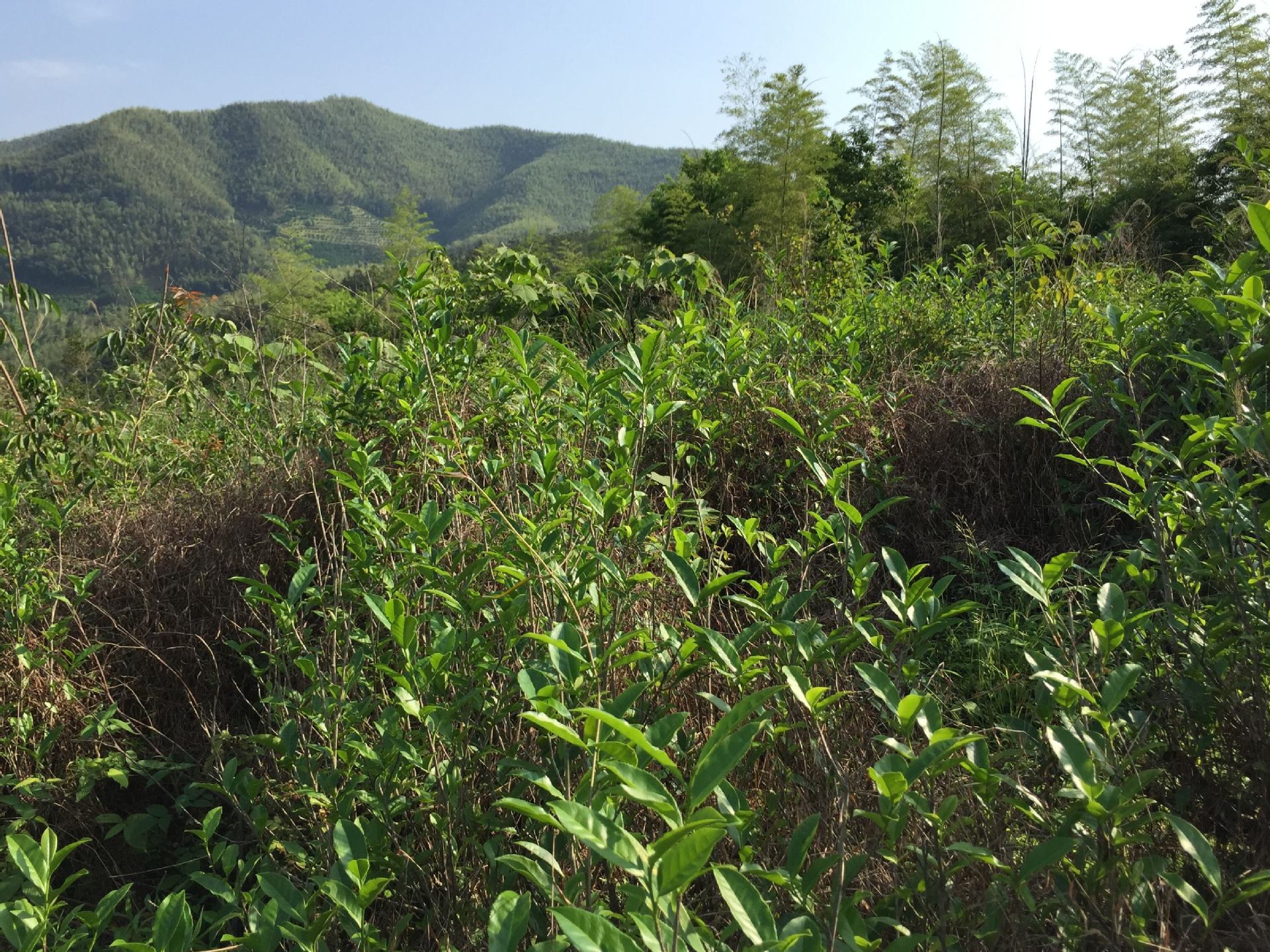 大红袍野放茶浓香碳培13年醇厚回甘原产地**珍品限量供应