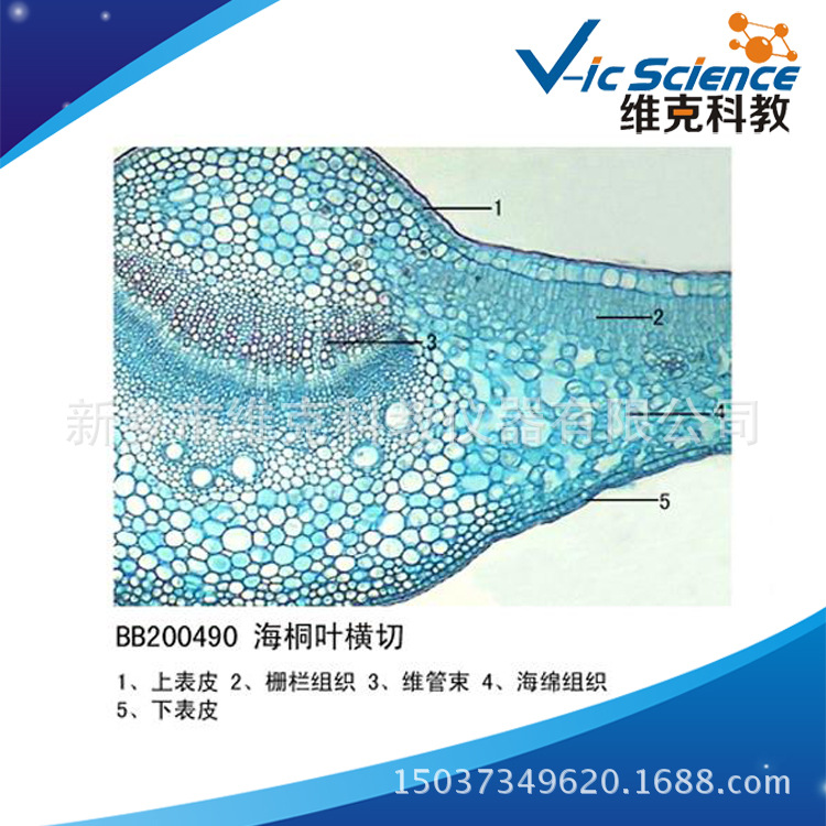 海桐叶横切 生物切片 植物类装片 叶及叶的变态 显微镜专用