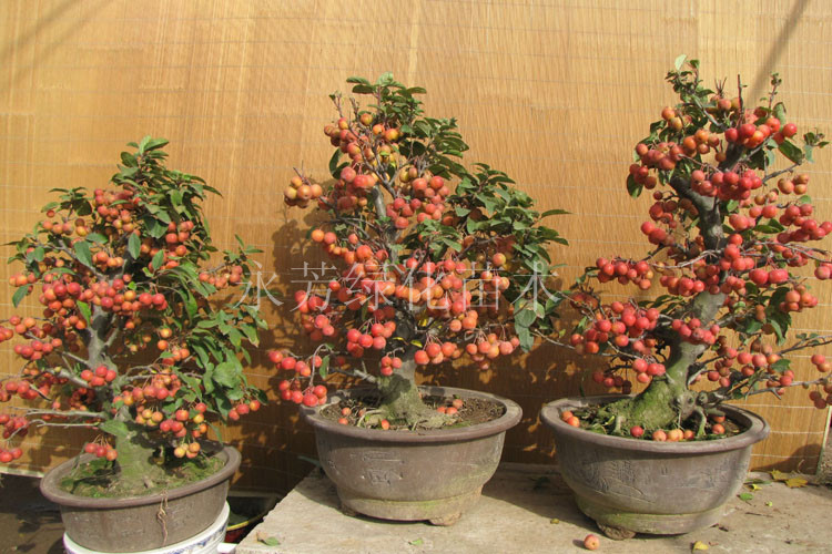 冬红果又名长寿果盆栽高档品种 ,果树盆景