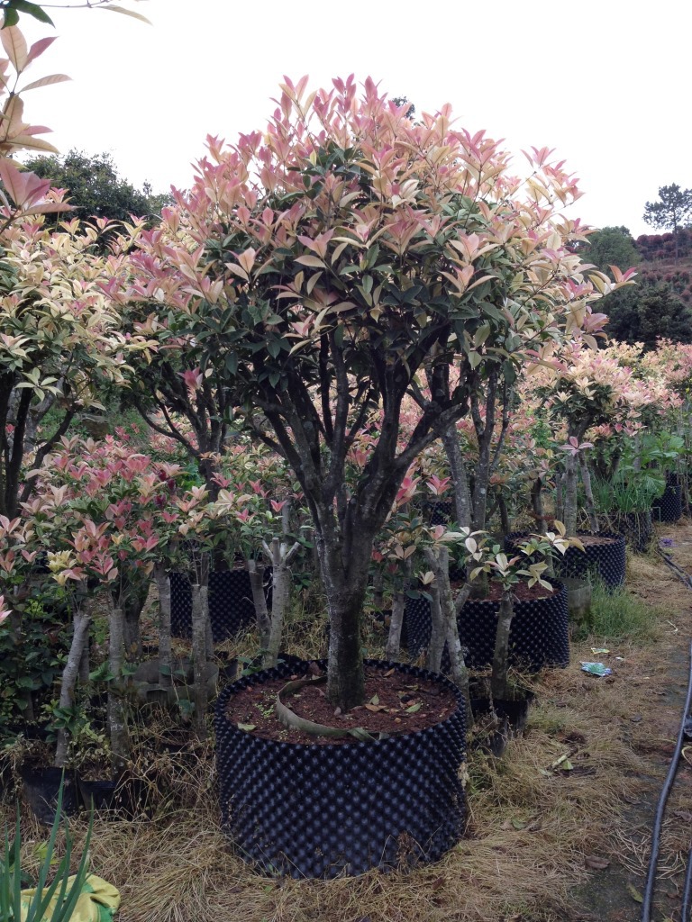 国色天香-珍珠彩叶桂-五彩桂花-园林城市绿化精品-产地直销无中介