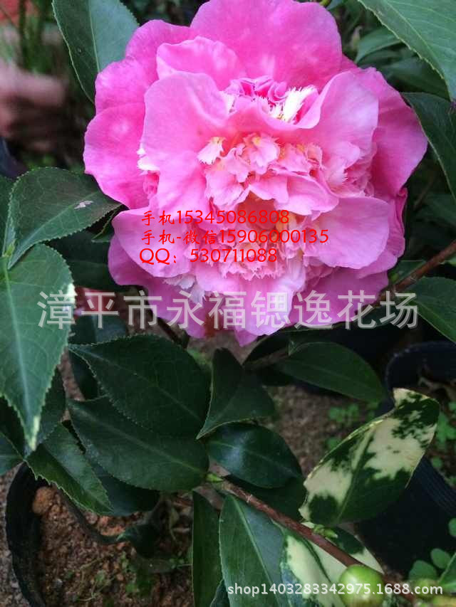 盆栽高约2040公分山茶之都茶花美国珍妮美国种茶花