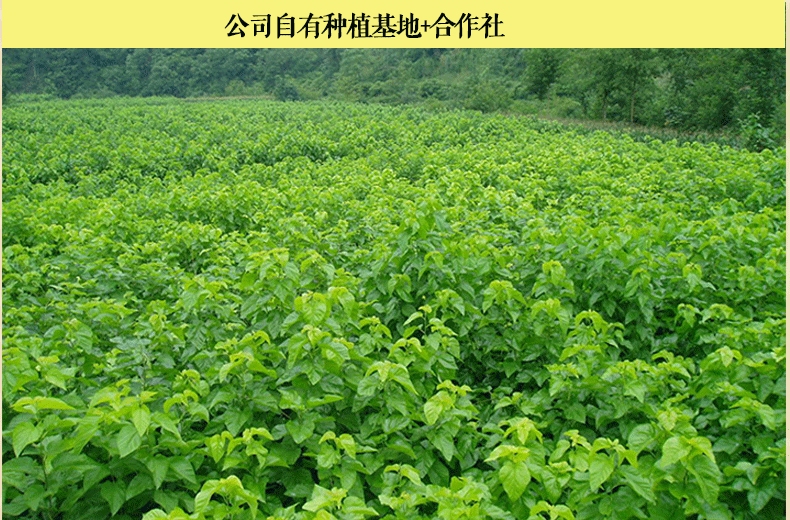 桑葚干详情页(1)_02