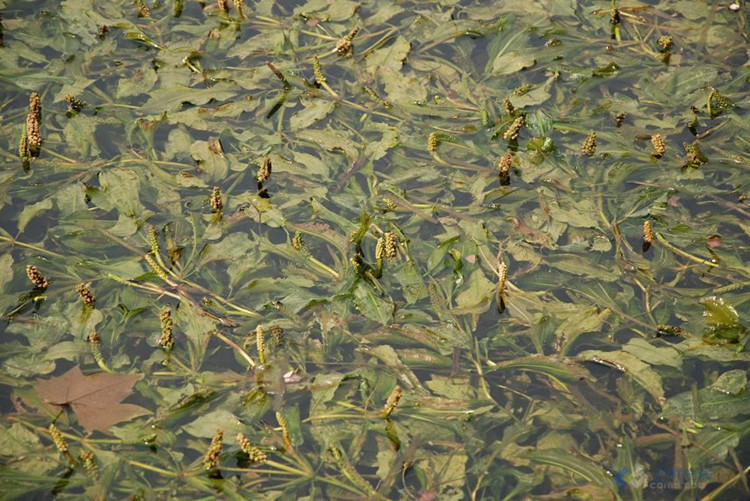 批发水生植物眼子菜沉水植物