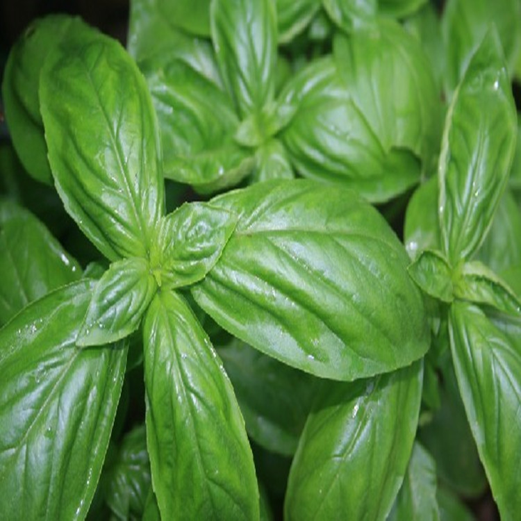春季让利促销柠檬罗勒种子lemon basil香草种子进口.