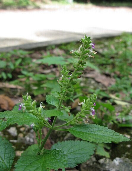 经销批发中药材茜草血见愁破血草红根草拉拉秧根