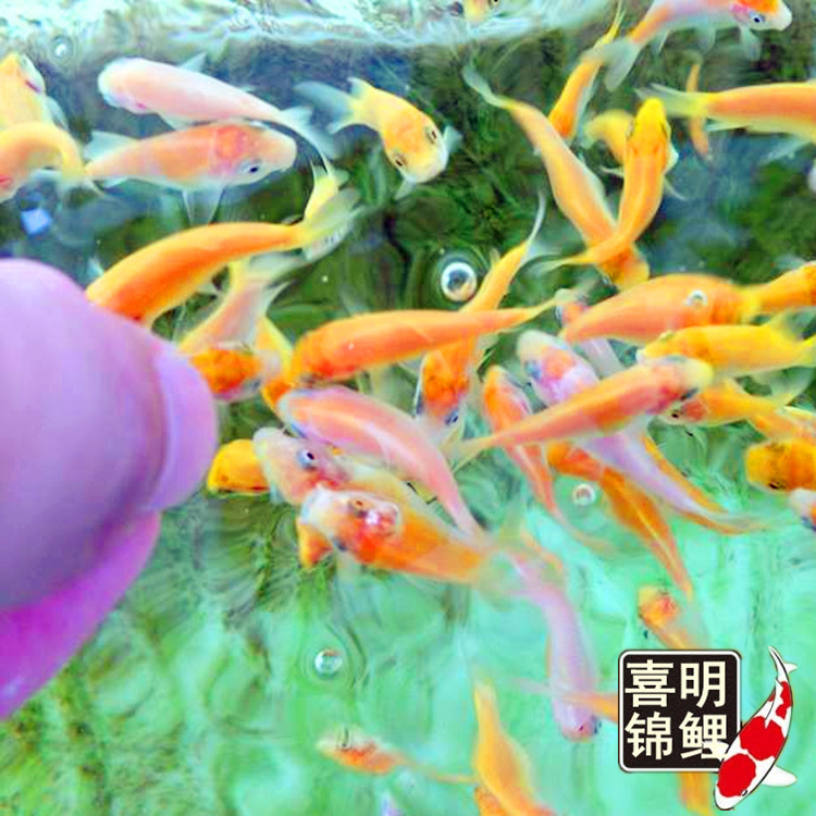 水花成长记录29