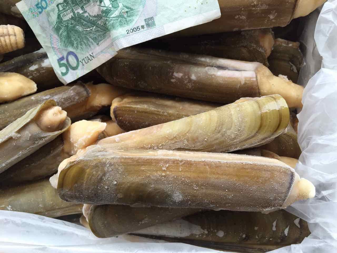 供应螠蛏 蛏子王 冷冻贝类海鲜产品 单品精选 规格均匀 火爆征订
