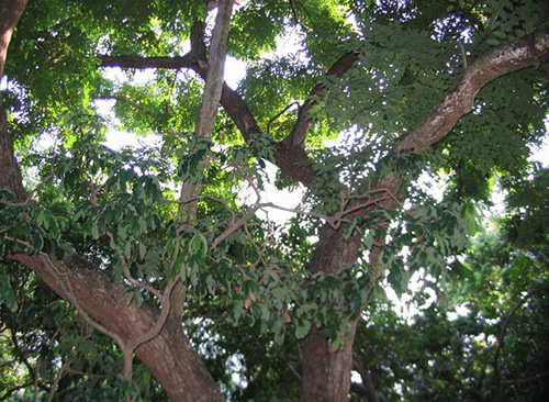 正宗缅甸花梨木手链 珠径1.2-2.0厘米 檀木手链 正品花梨佛珠手链