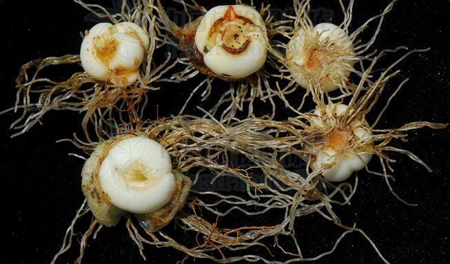 1  20:1     【性状】棕黄色粉末     【性味归经】:川贝母苦,甘,微寒