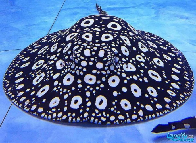 龙巅商城在华丽蜕变后更是大放异彩,为鱼友事业来水族电商的全新体验.