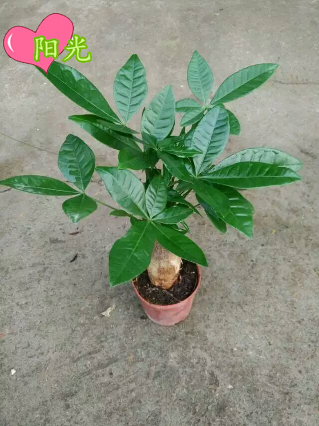 90#单头发财树 (2)