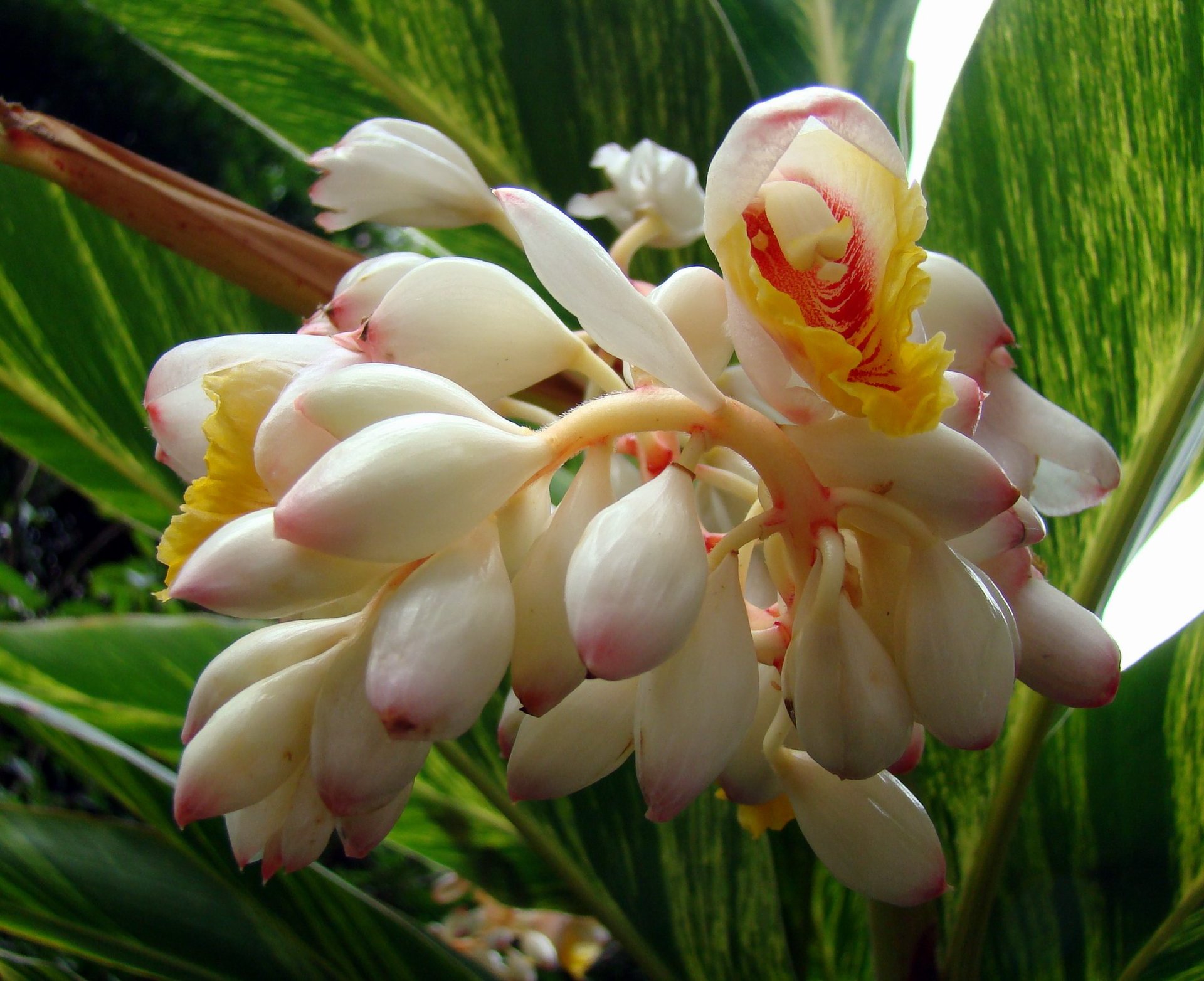 草豆蔻粉草果纯粉草豆蔻浓缩粉价格