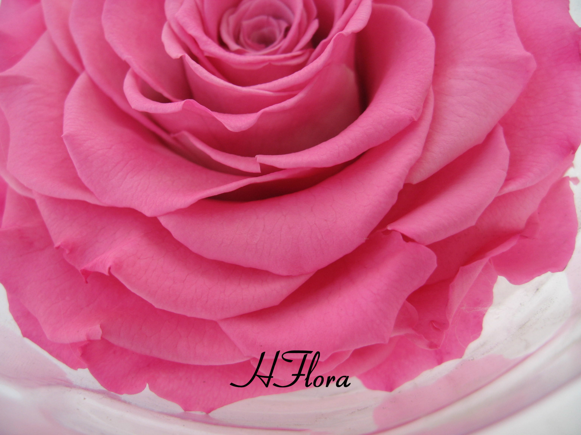 巨型玫瑰永生花厄瓜多尔进口roseamor全色批发 保鲜花.