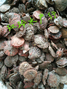 海鲜鲜活野生海捕对虾海水海洋青虾鲜虾活虾 白对虾 速冻大对虾