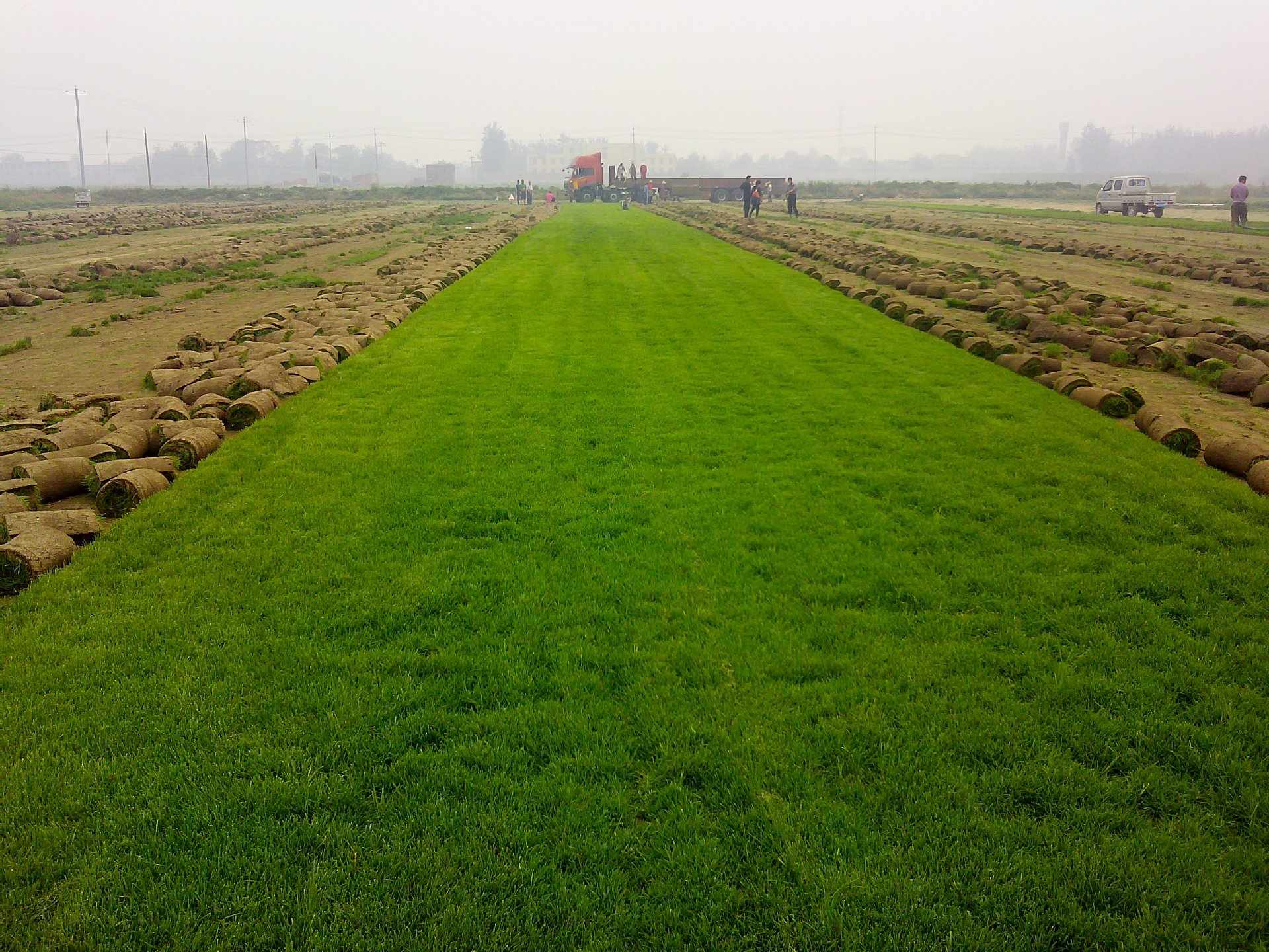 00 栾城区丽润草坪苗木销售中心 所在地:河北 石家庄市 2016