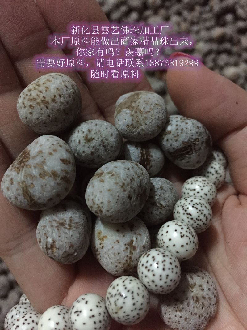 海南星月菩提原籽 元宝原子 高密度星月菩提 工艺原料 菩提子批发_宗