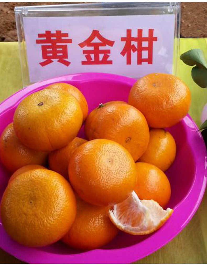 新品种黄金柑苗大量批发柑橘苗稳产高糖柑桔苗批发黄金