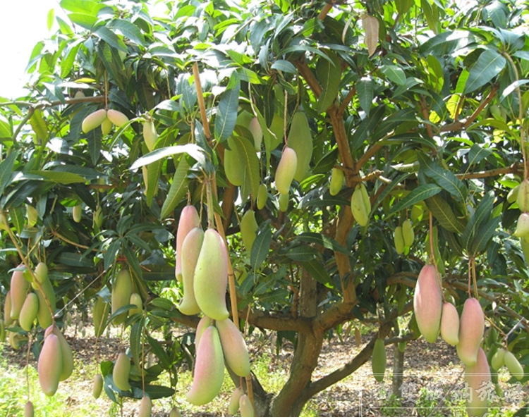 热带水果 台湾大青芒新鲜芒果果园直采 20斤礼盒包装一件代.