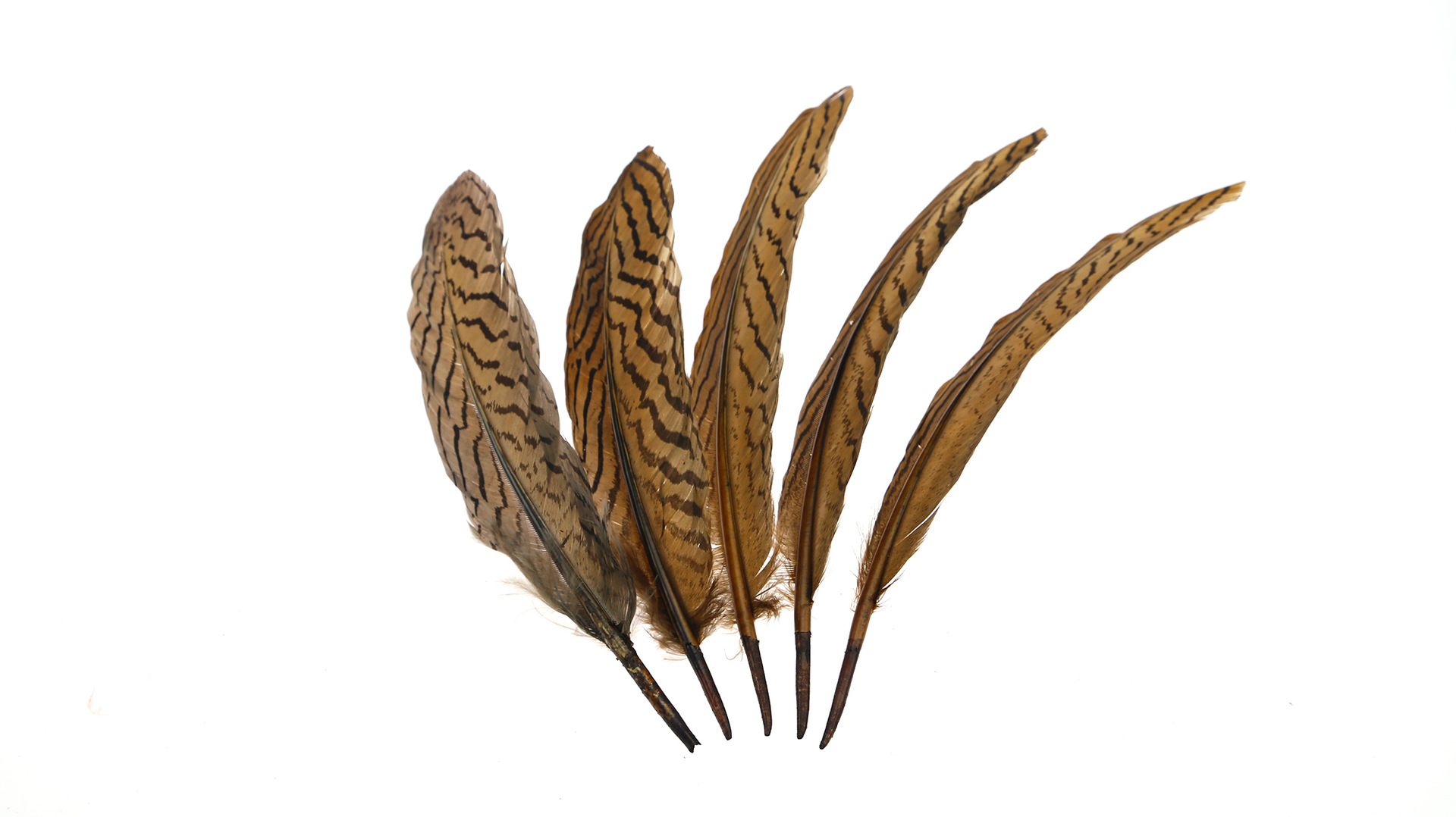 彩色鸵鸟羽毛 精密羽毛 高质量鸵鸟毛 厂家直销 低价促销 - 纺织材料