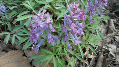 延胡索提取物元胡提取物