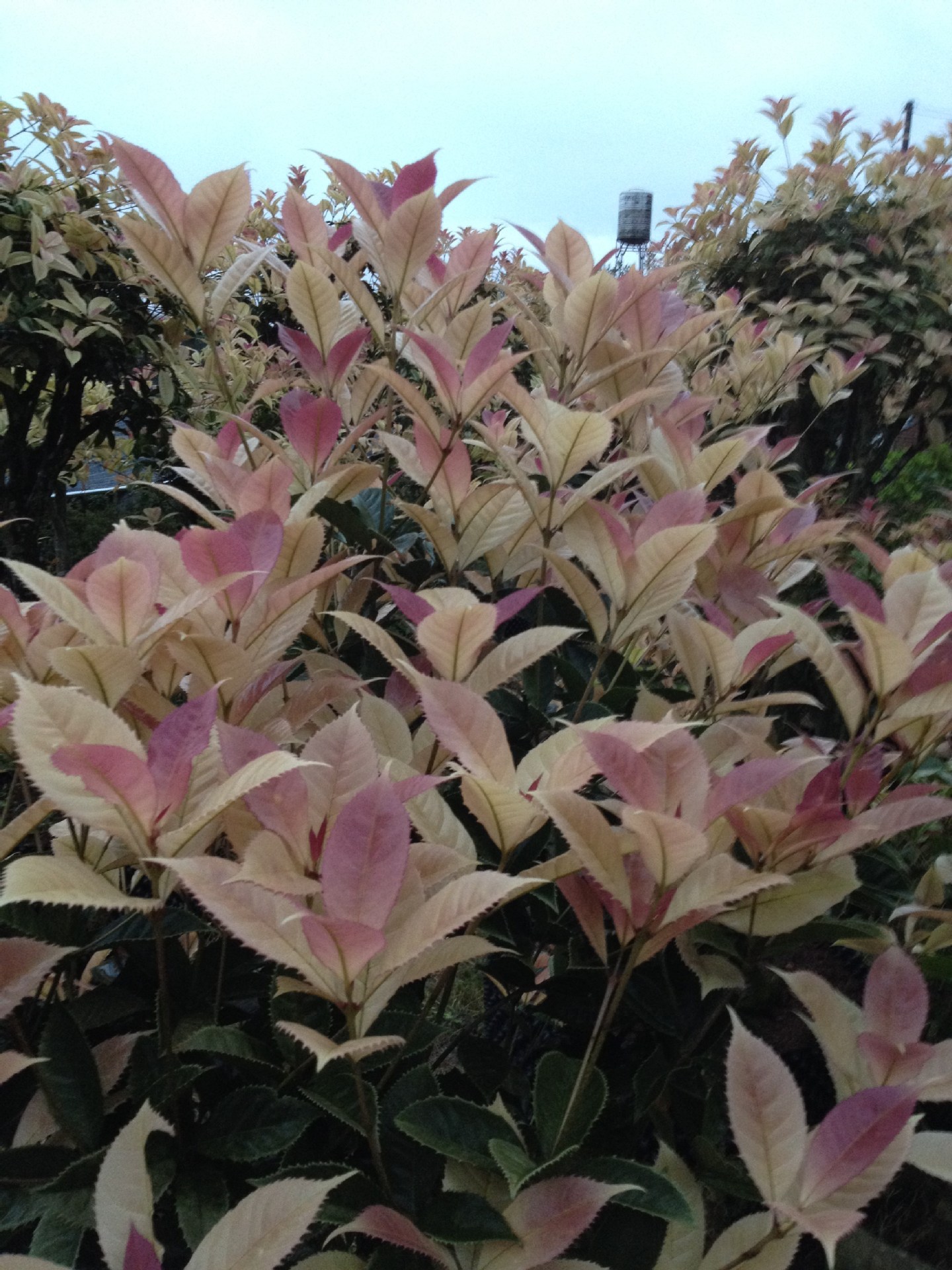 国色天香-珍珠彩叶桂-五彩桂花-园林城市绿化精品-产地直销无中介