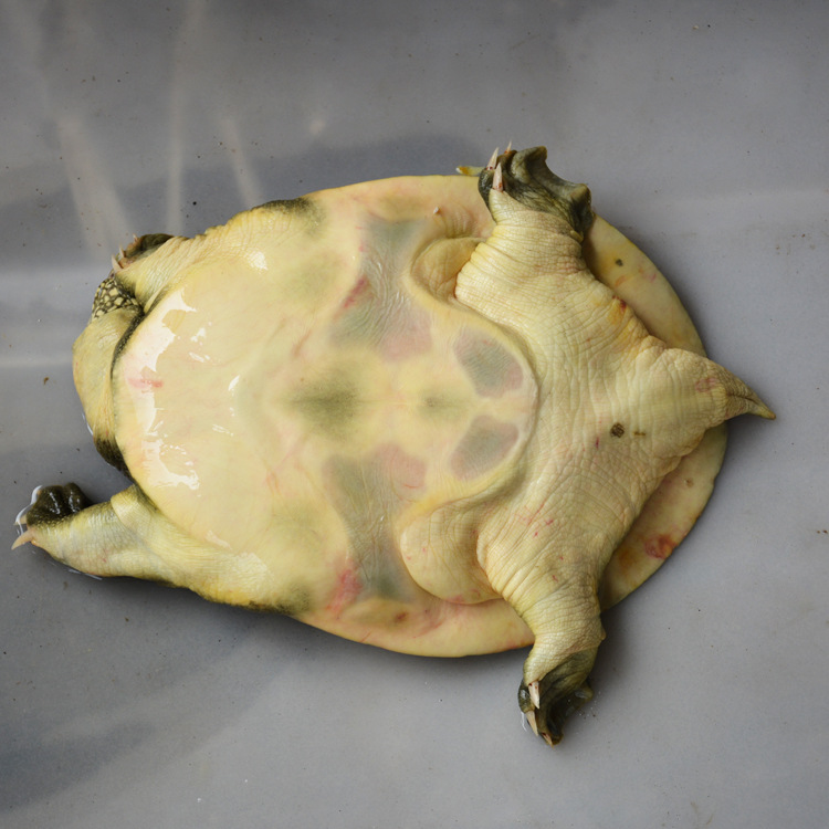 5斤无公害团鱼王八 3年公 750g 中华鳖 鲜活水鱼