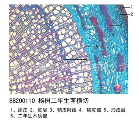 杨树一年生茎横切 植物类装片 茎及茎的变态 动植物切片 显微镜用