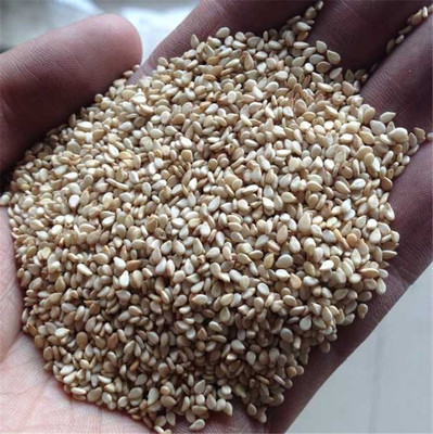 产地直销小颗粒好白芝麻 生芝麻干货 非转基因 有机食品 五谷杂粮
