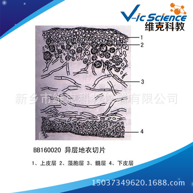 生产工厂 异层地衣切片(模式图) 菌,藻类生物切片 显微镜玻片