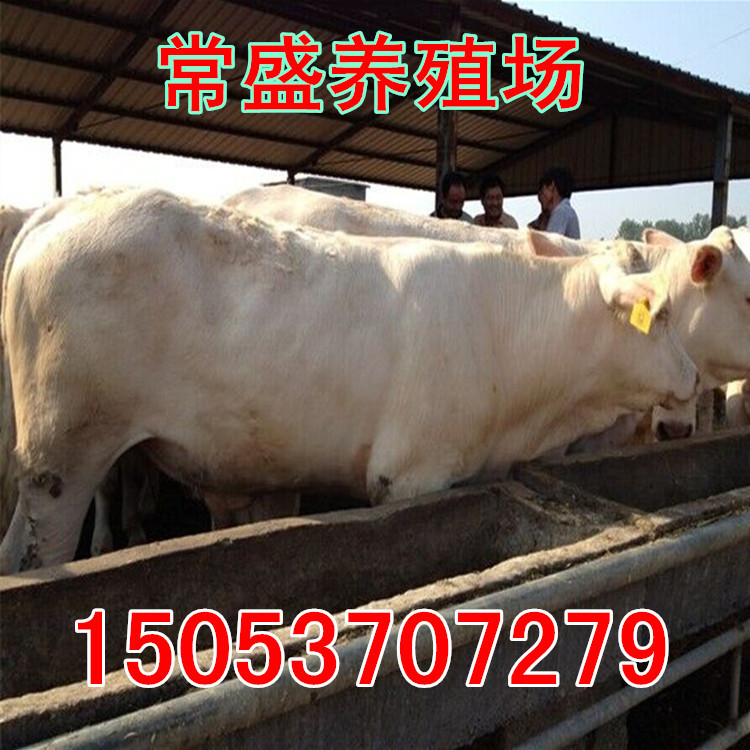 新乡养肉牛_肉牛品种介绍图片大全_养肉牛一年有多少收入(3)