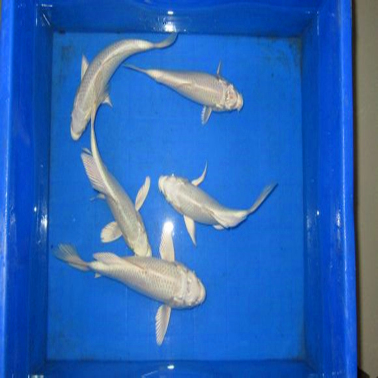 白金锦鲤 银白色白金龙凤锦鲤鱼 日本白金锦鲤鱼