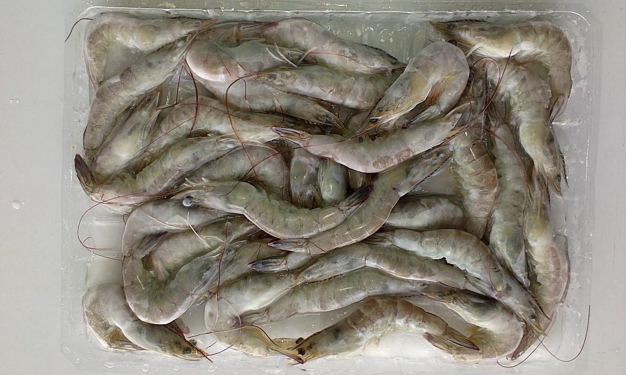 欧洲注册基地生冻南美白对虾vanameiiqfwhiteshrimp