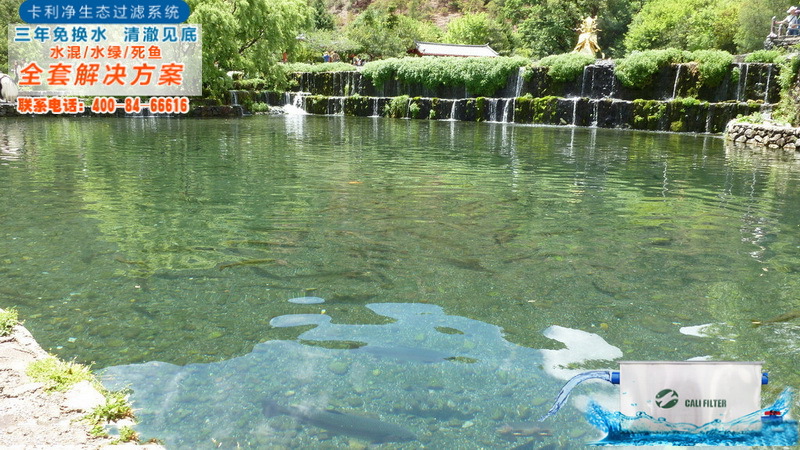 鱼池净化23