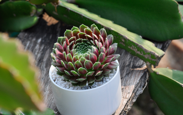 多肉植物批特价紫牡丹多肉肉植物批发花卉绿植迷你盆栽批发包邮